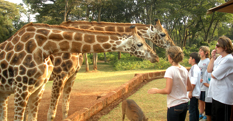 2 giraffes with kids cropped